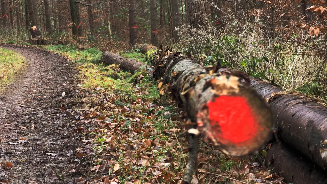 Leuchtmarkierungen an Baumstämmen