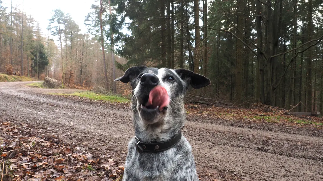 Paddy leckt sich die Schnauze