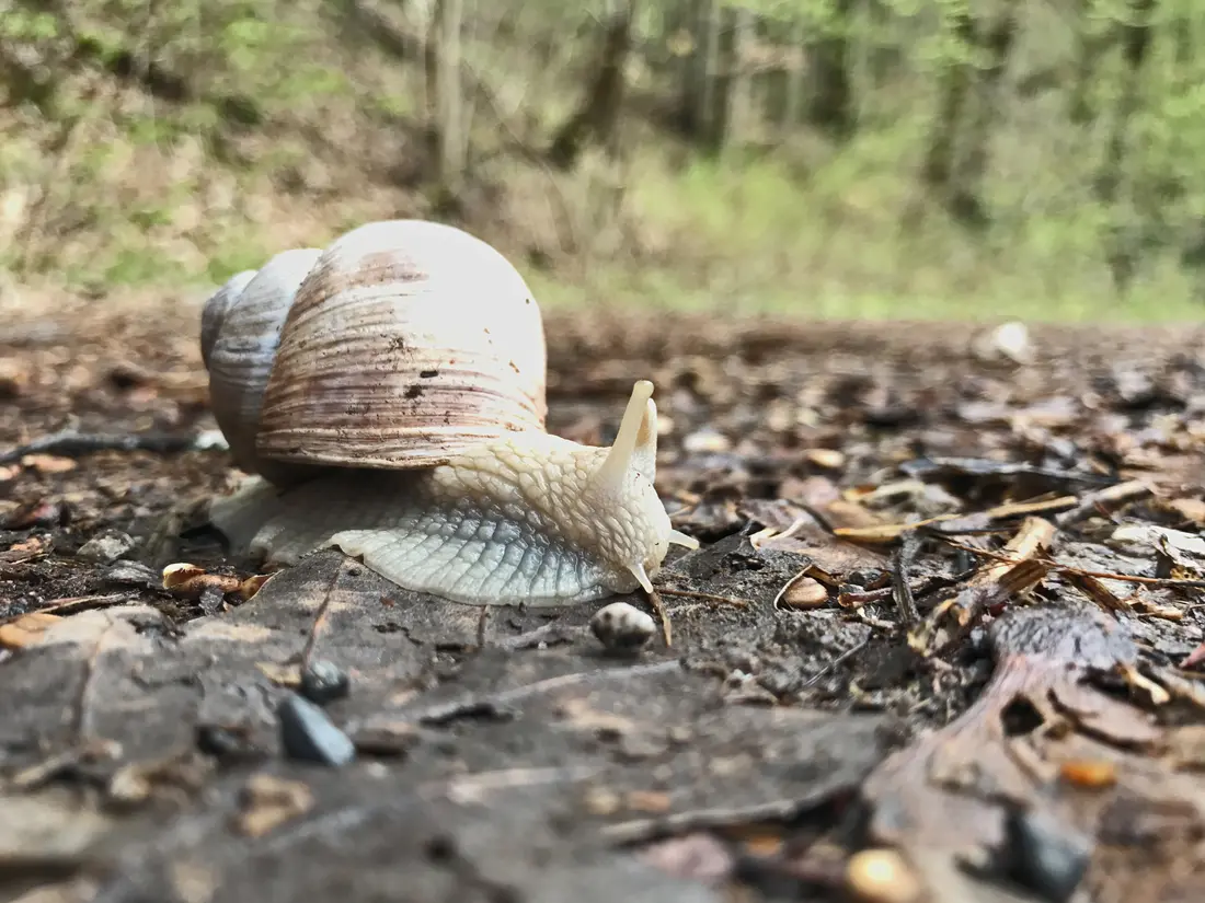 eine Schnecke