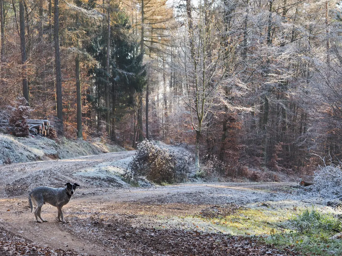 Wegegabelung im Wald