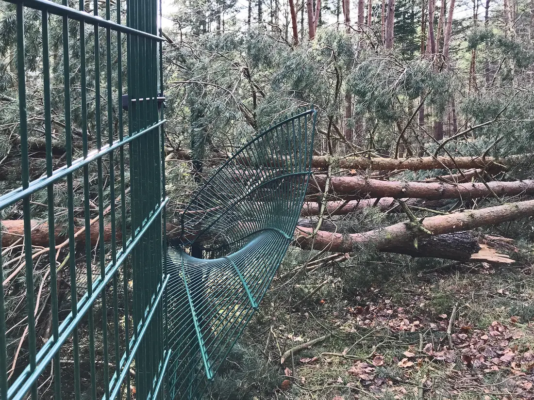 von stürzenden Bäumen verbogener Zaun