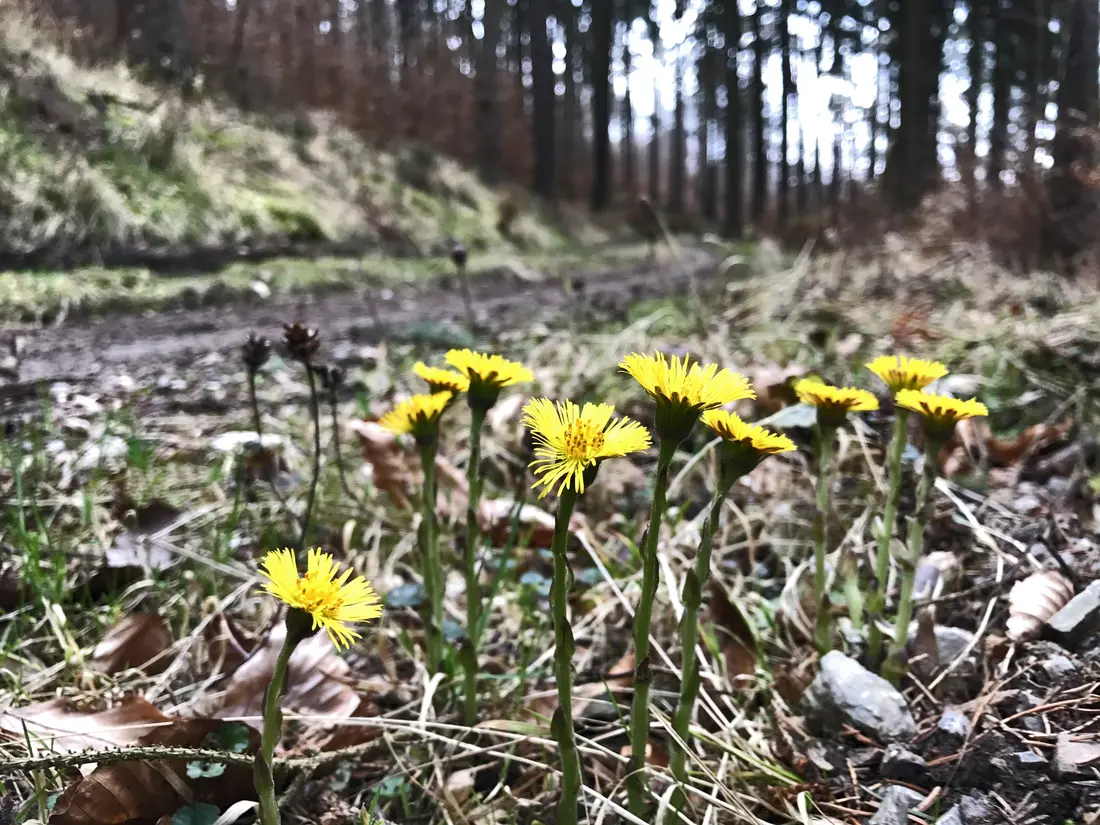 Erste Blümchen im Wald