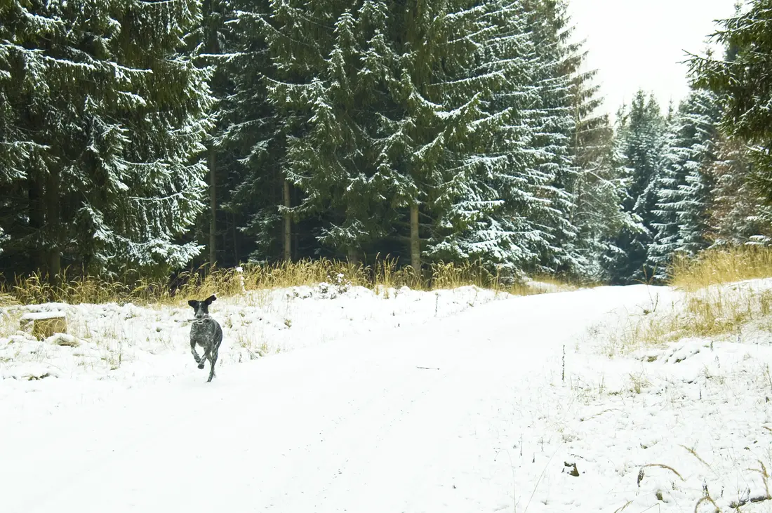 Charli rennt durch den Schnee