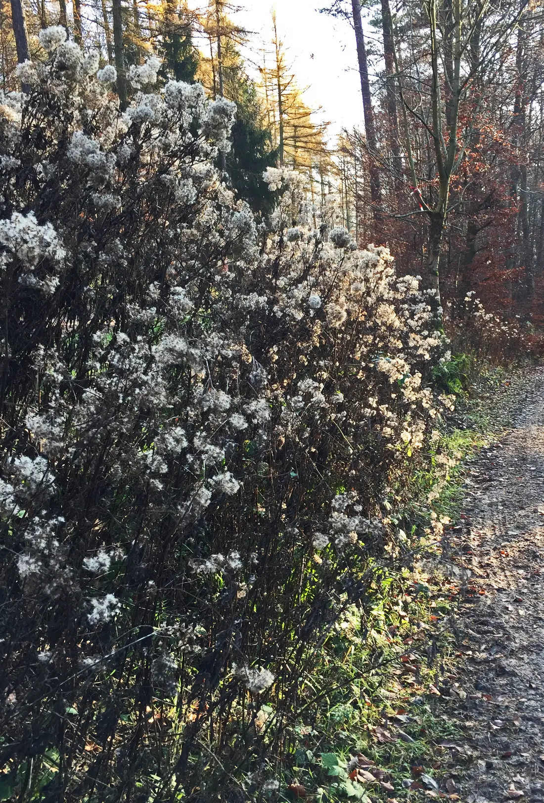 Strauchgewächse, spät"blühend"