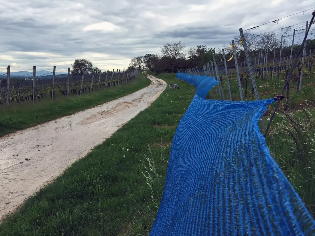 Serie Haltingen zeigt Fotos aus dem Markgräfler Land 