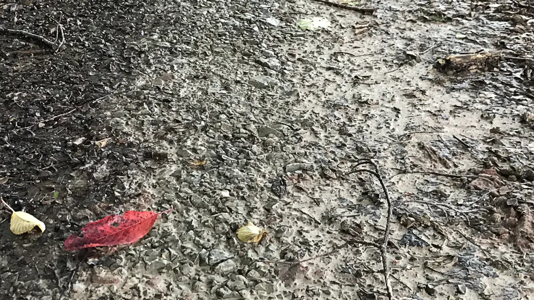 rotes Blatt auf grauem Boden