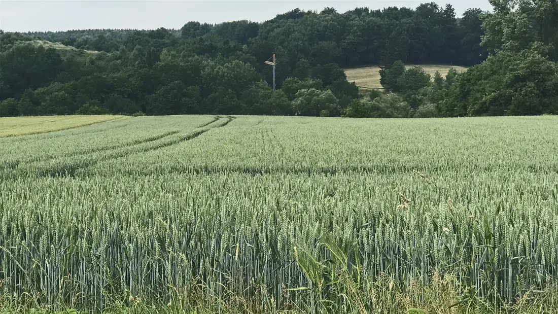 Ein Kran steht im Wald