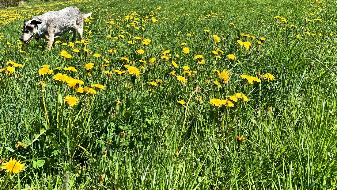 Hund in der Blumenwiese