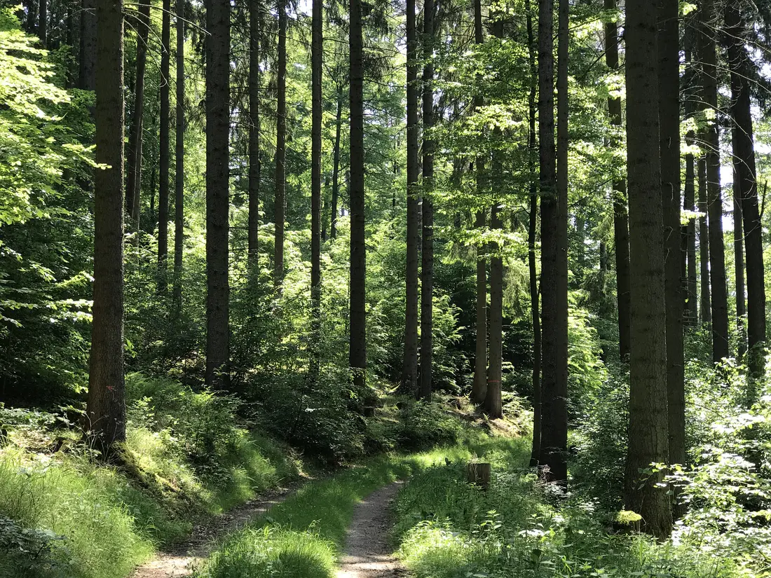 Sonne im Wald