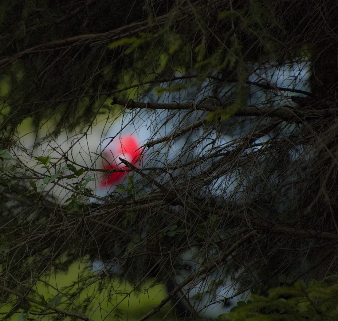 Auto im Wald