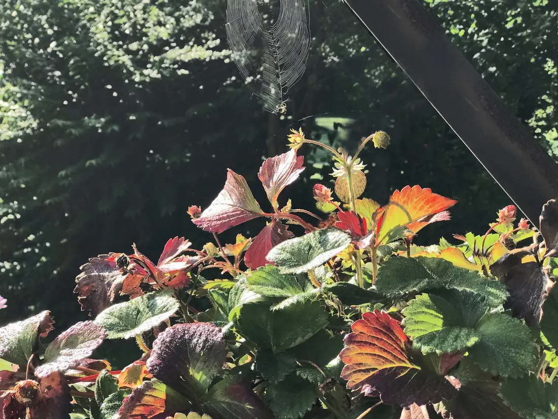 Spinnennetz mit frischer Fliegenbeute