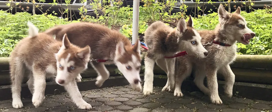 Vier sehr hübsche Hundekinder