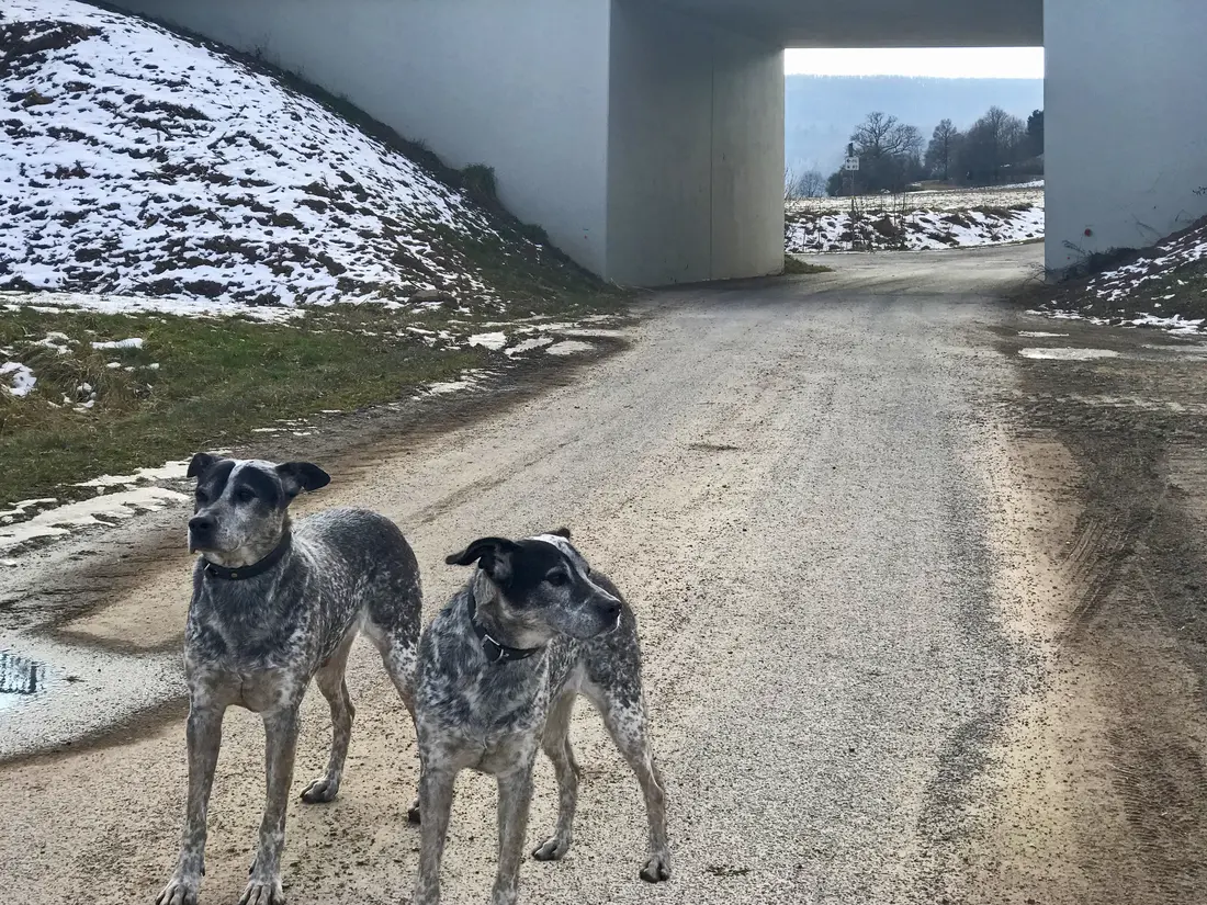 Zwei Hunde vor Unterführung