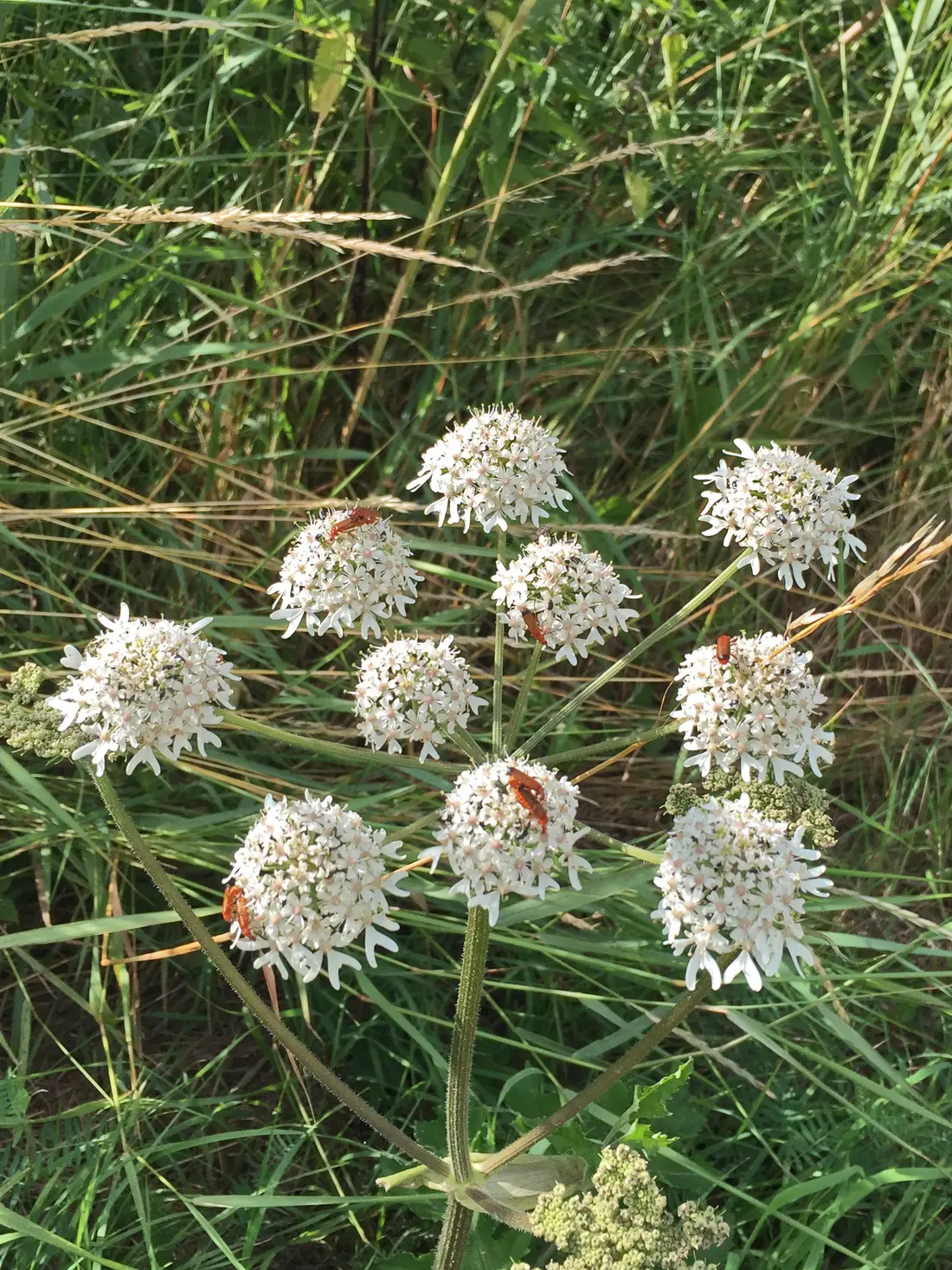 Käfer bei der Käfervermehrung