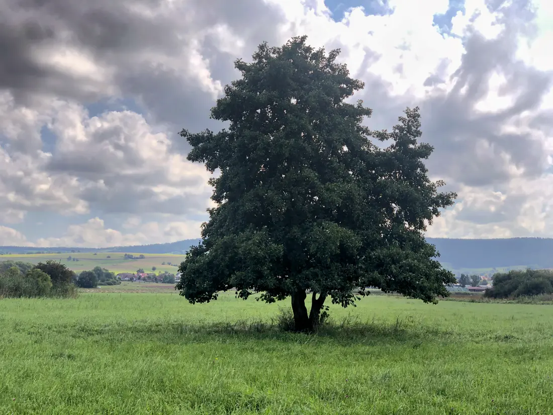 Solitärbaum auf Sommerwiese bei Friedewald