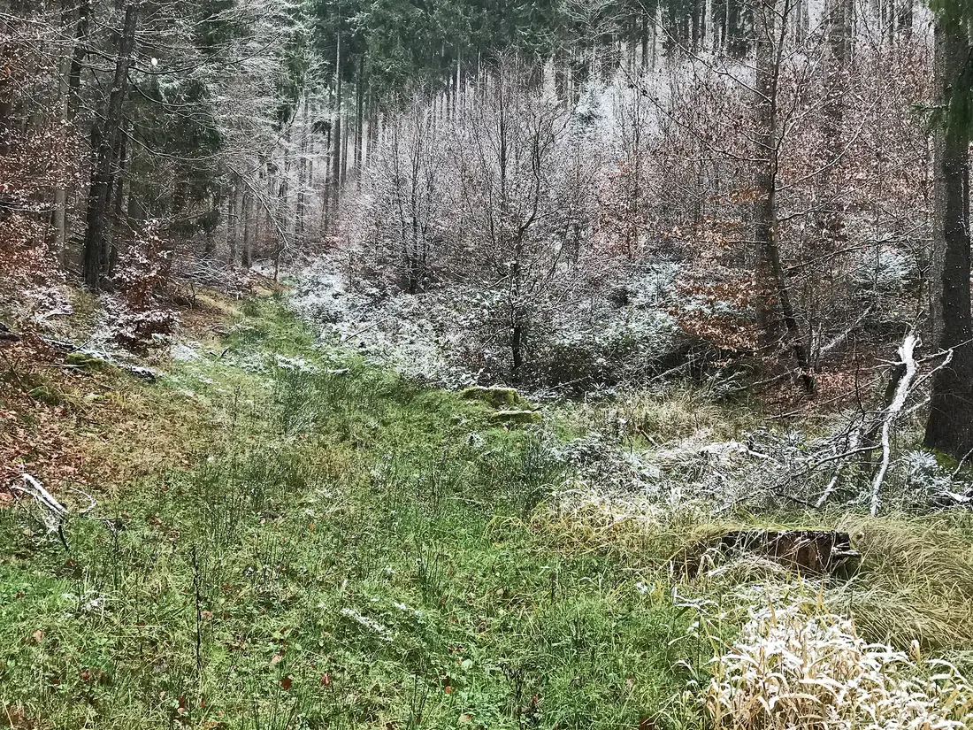 Rauhreif liegt auf dem Wald