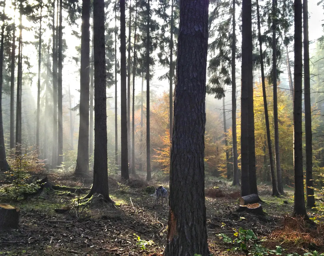 Morgennebel im Wald