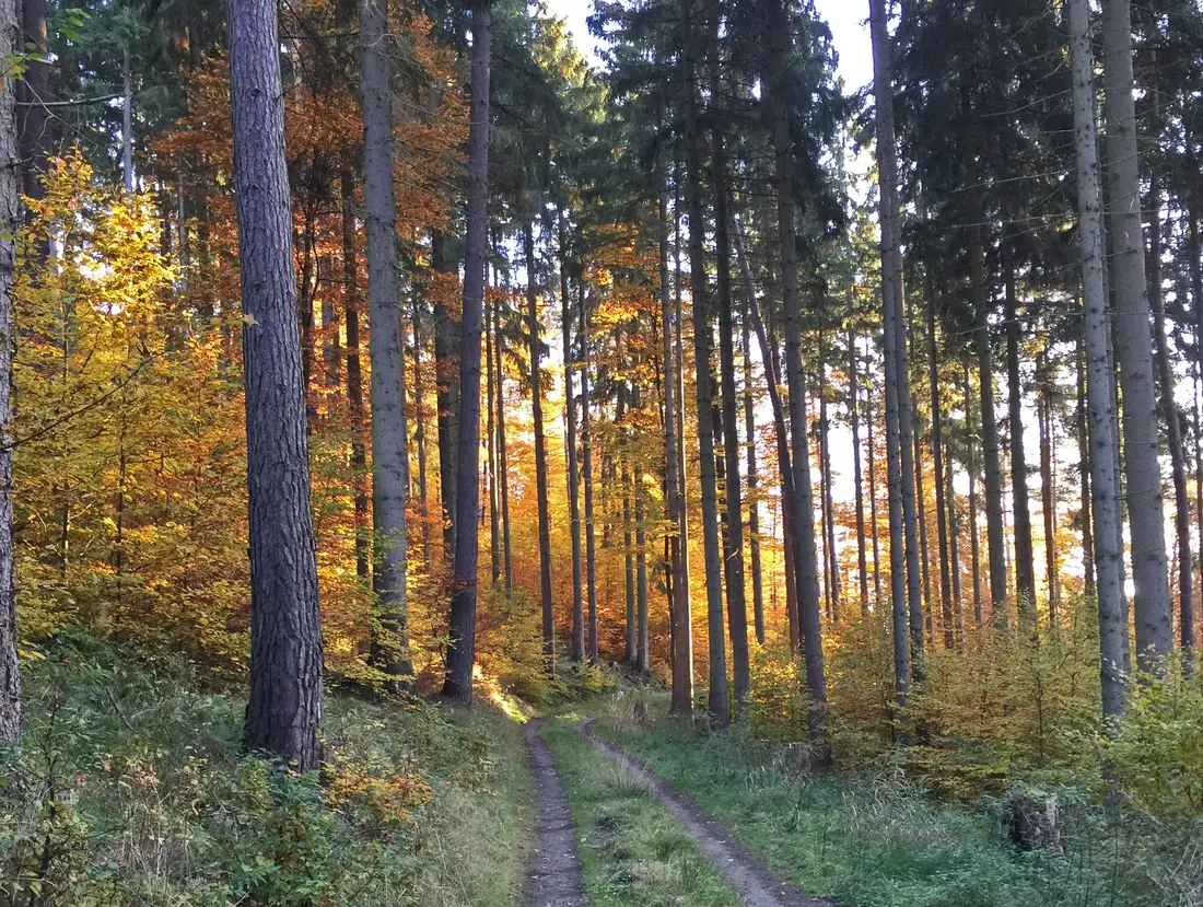 Sonne im Herbstwald