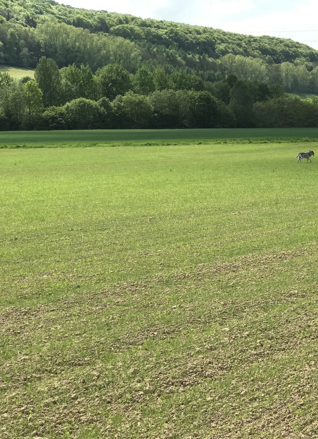 Hund läuft über Feld