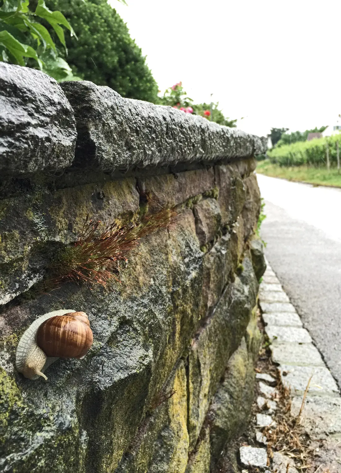 Serie Haltingen zeigt Fotos aus dem Markgräfler Land