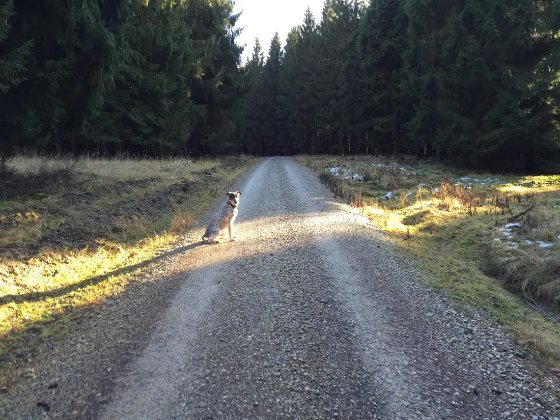 Hund sitzt in der Sonne