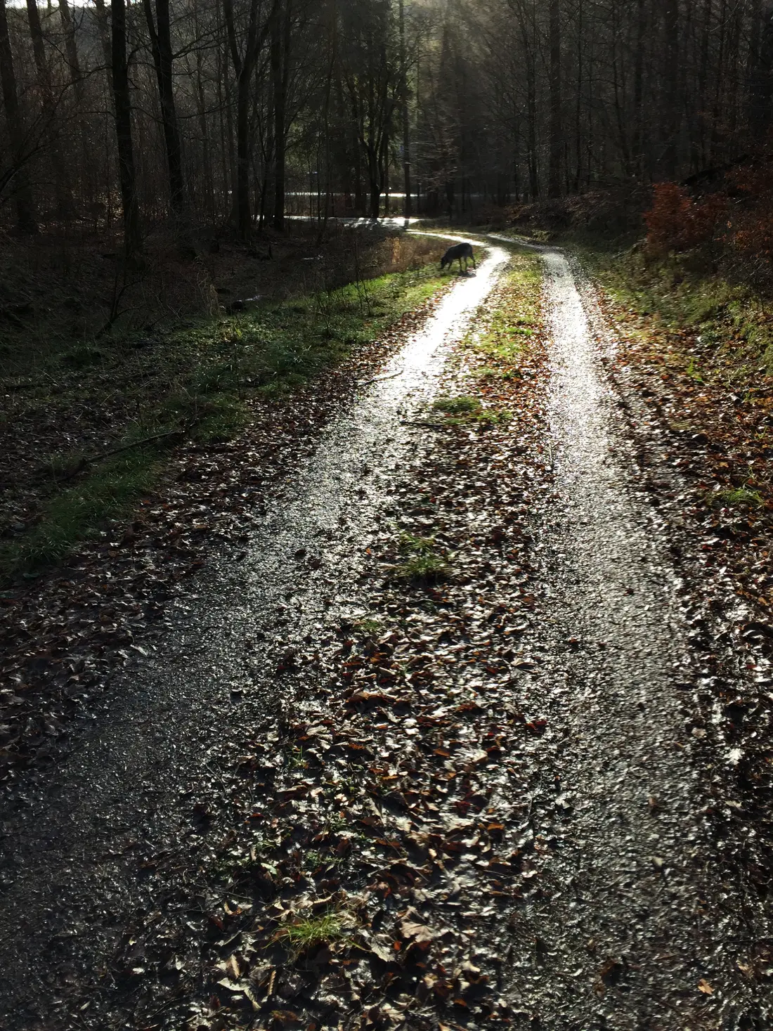 Ein nasser Waldweg reflektiert die Sonne