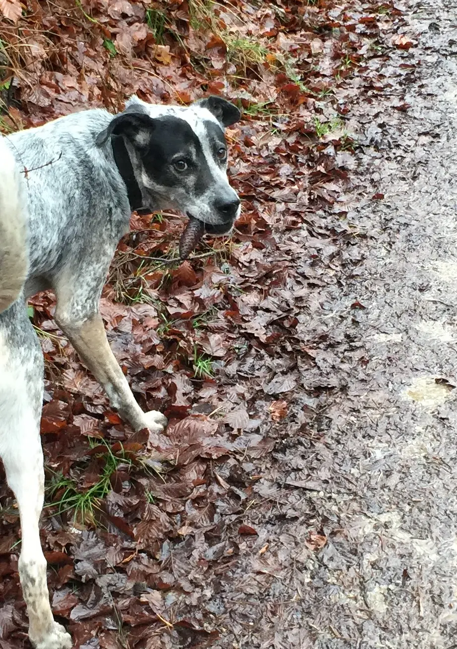 Hund mit Tannenzapfen in der Schnauze