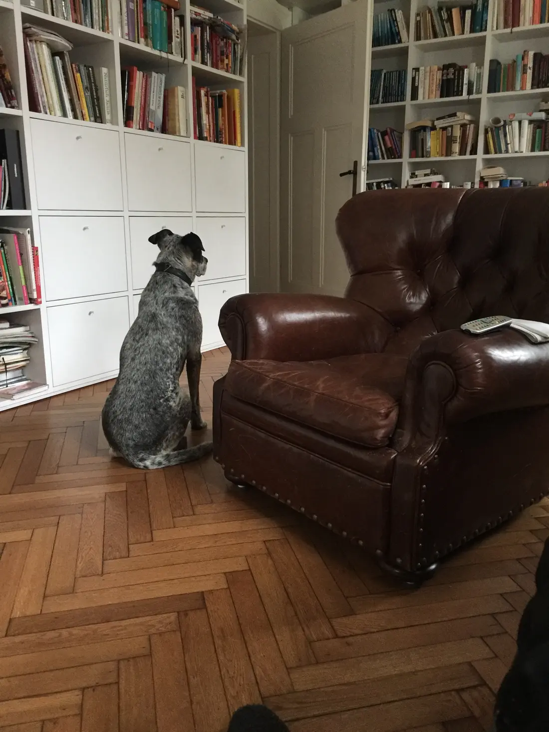 Hund betrachtet Bibliothek