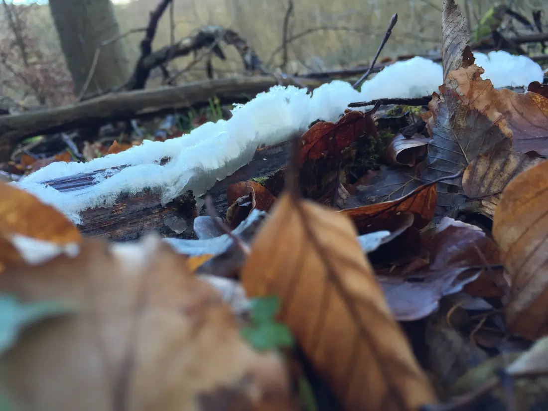 Laub mit Schneeresten