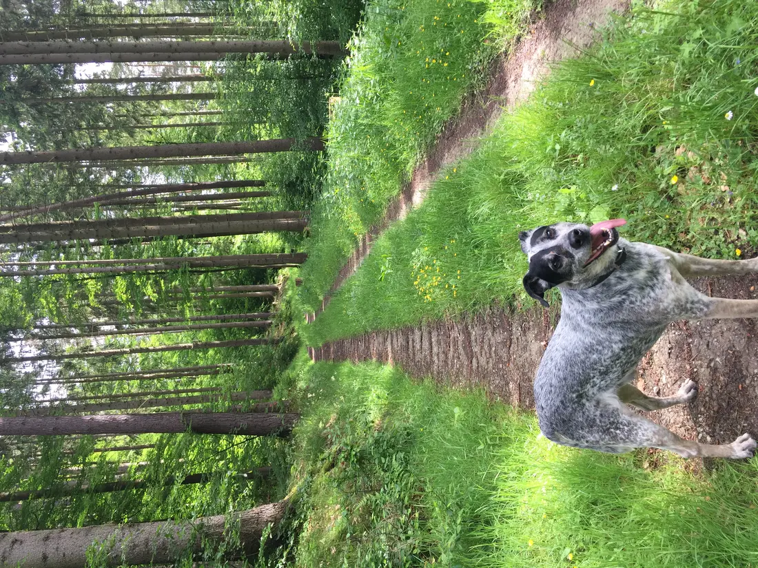 Der Hund des Autors im Frühlingswald