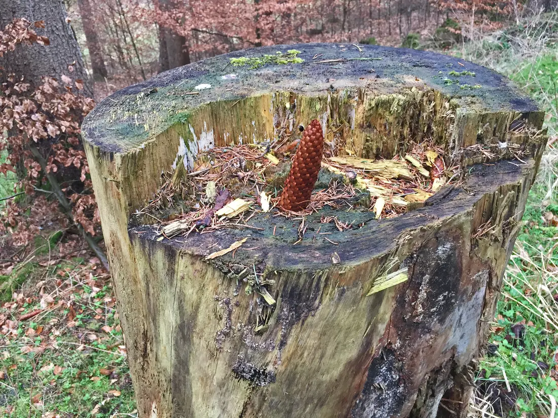 Tannenszapfen im Schnee