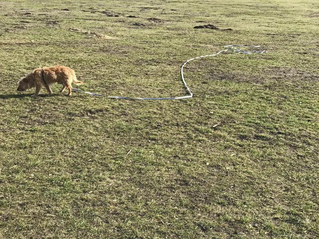 Hund an der Schleppleine