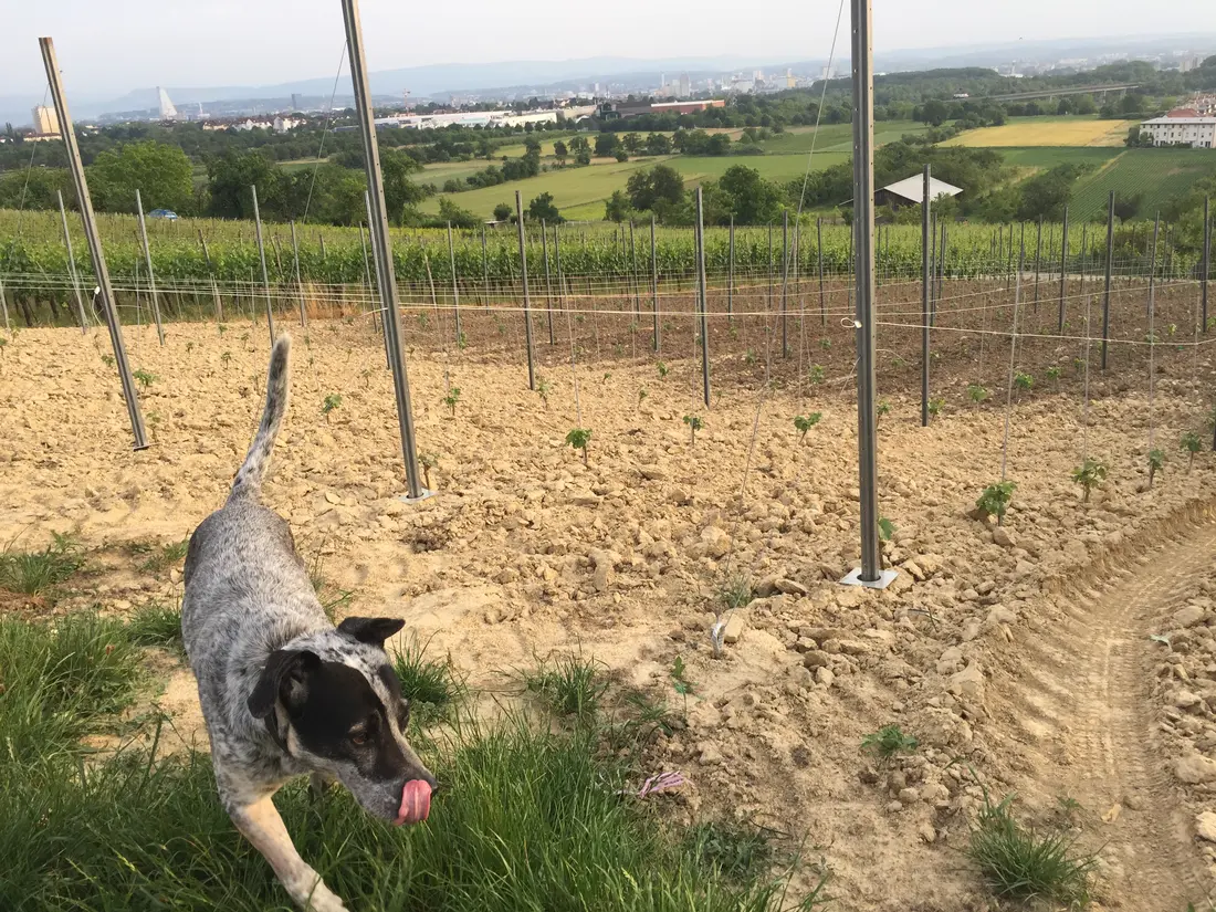 Serie Haltingen zeigt Fotos aus dem Markgräfler Land  