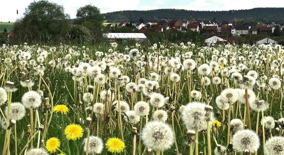 Löwenzahn auf dem Feld