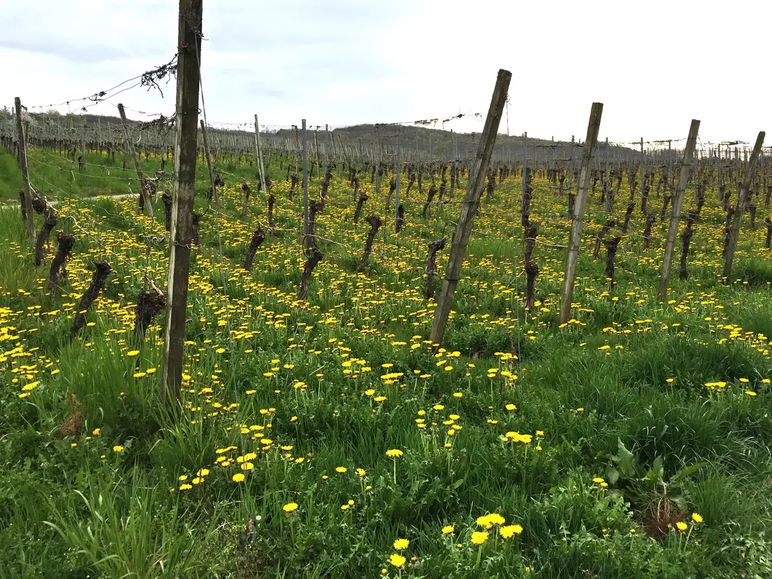 Serie Haltingen zeigt Fotos aus dem Markgräfler Land 