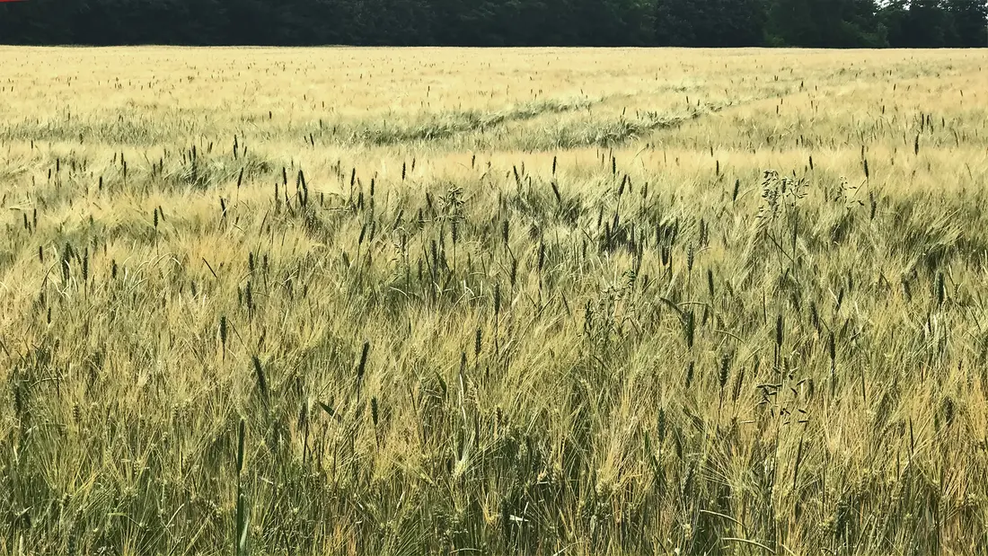 Zwei Sorten Getreide auf einem Feld