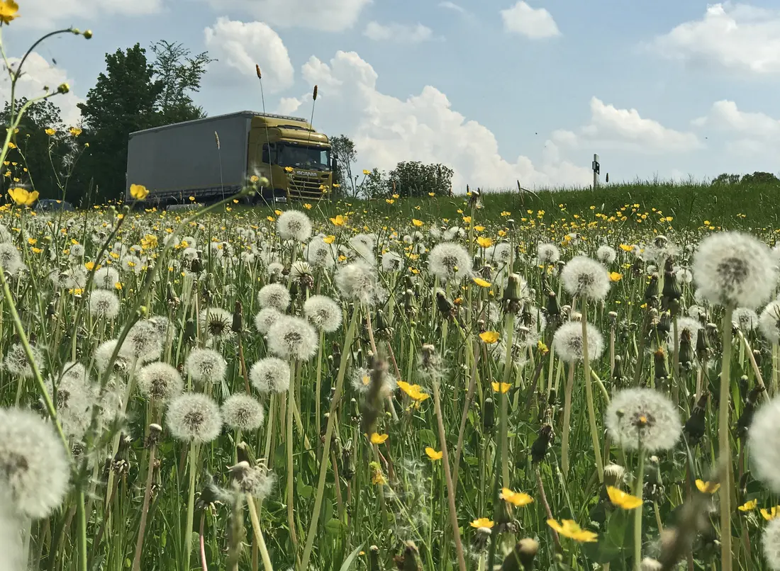 LKW quert eine Wiese