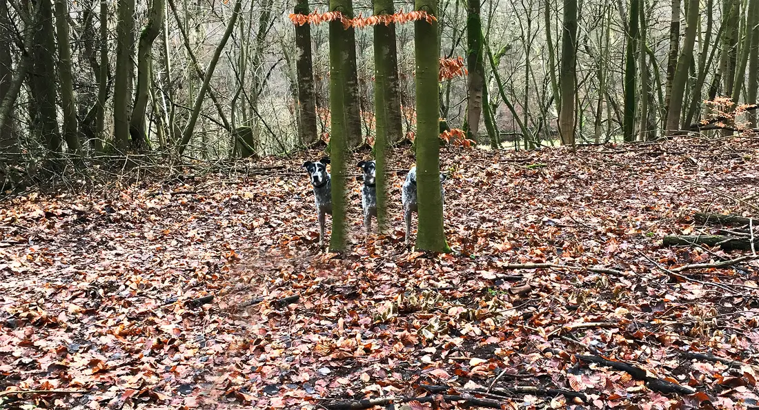 Hund versteckt sich hinterm Baum