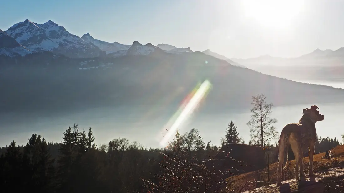 Hund vor Bergpanorama