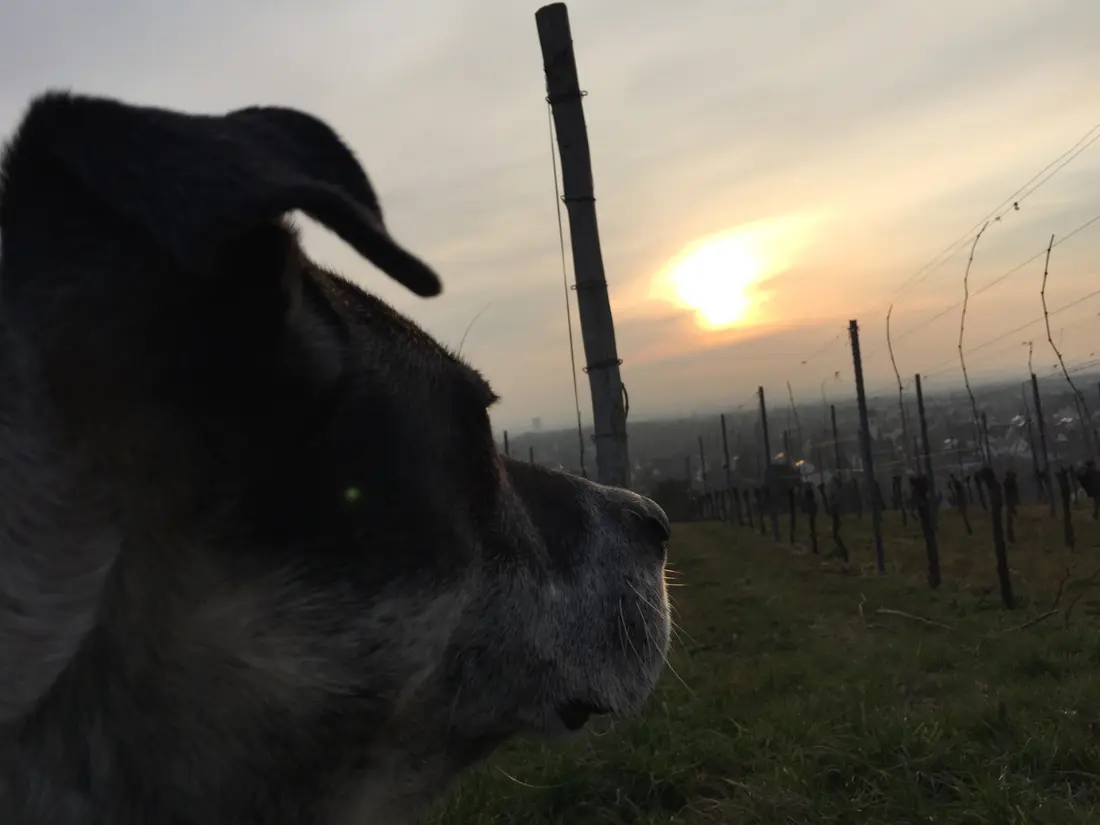  Serie Haltingen zeigt Fotos aus dem Markgräfler Land  