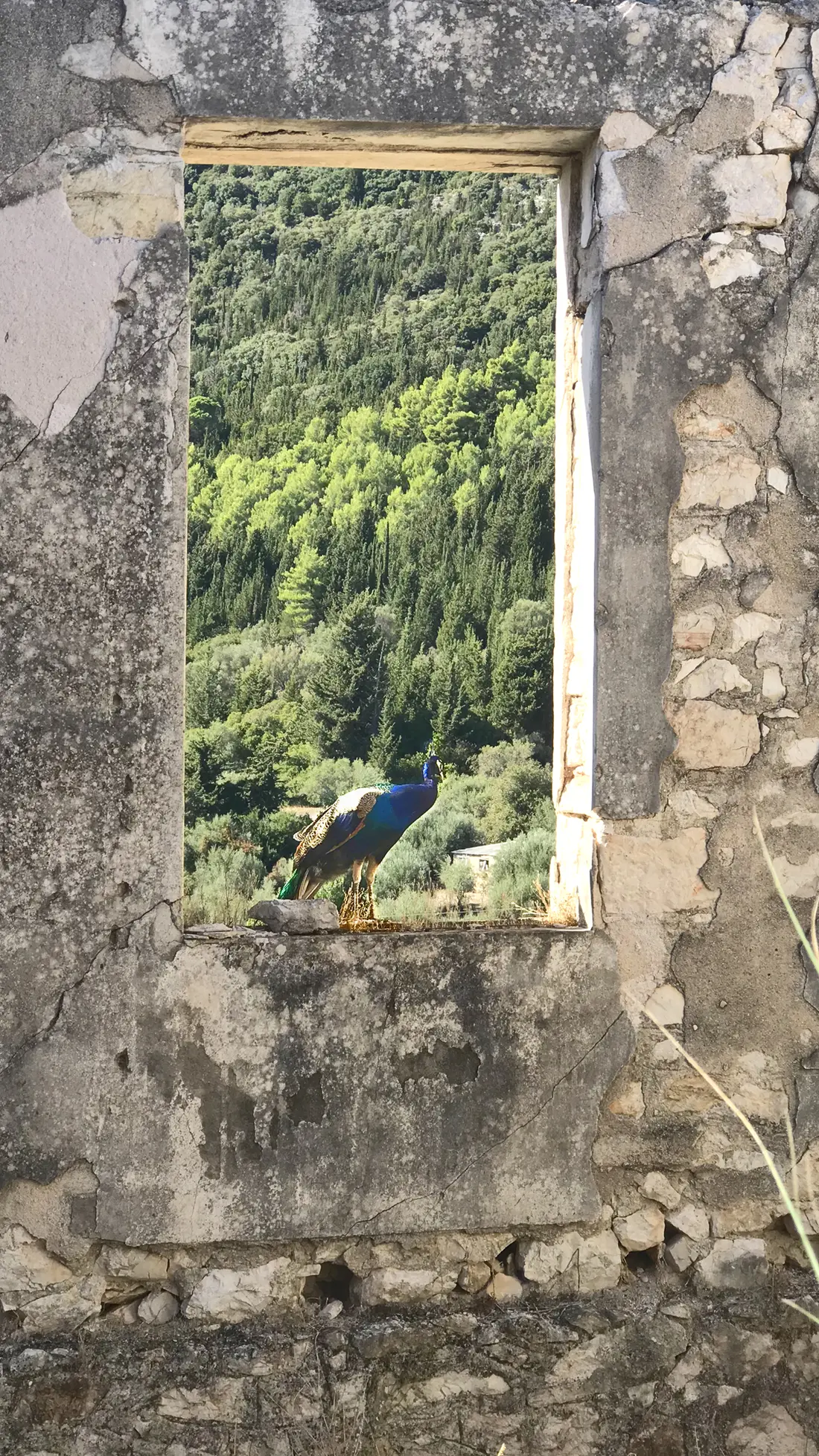 Ein Pfau in einer Ruine