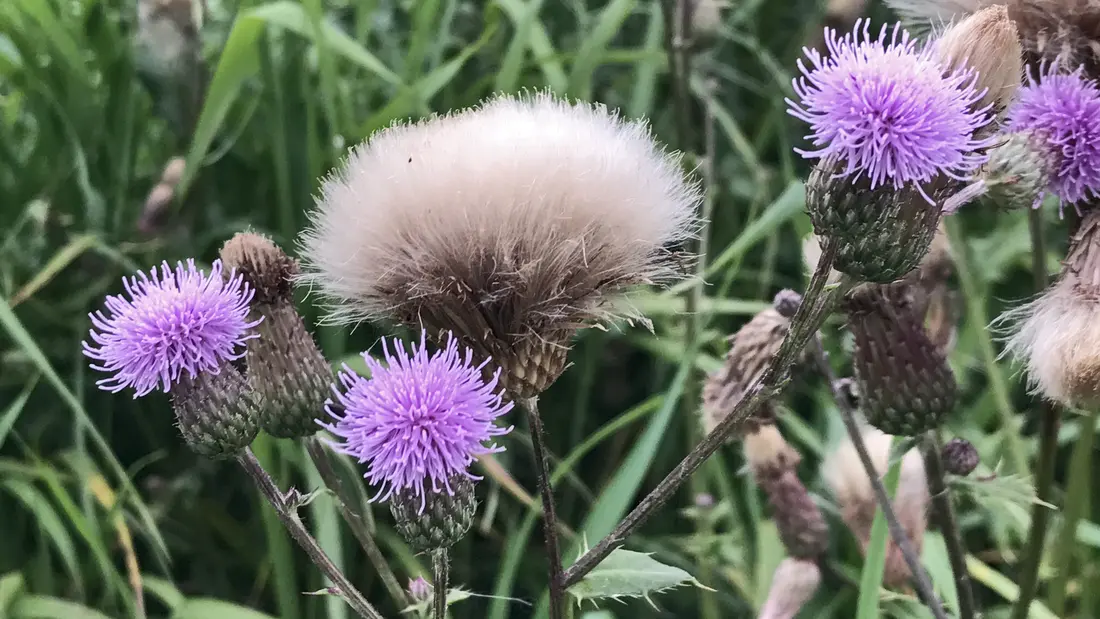 Distel oder was