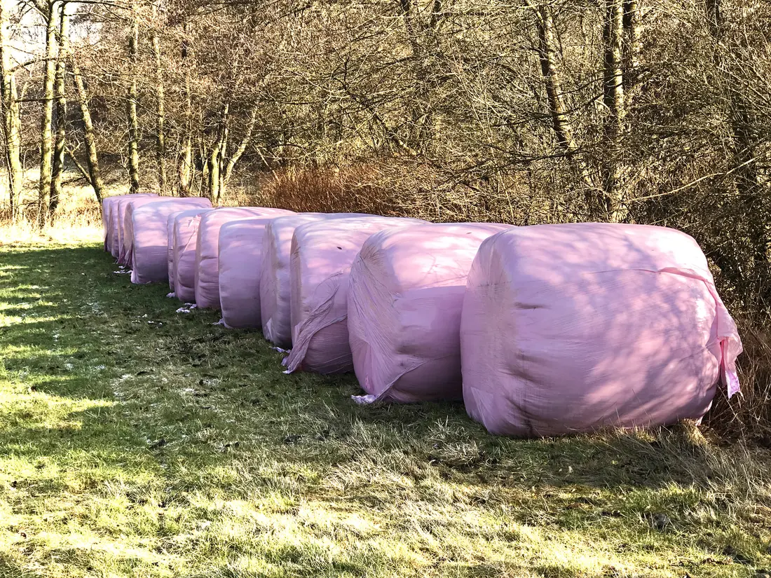 Silage-Ballen in rosa Plastik