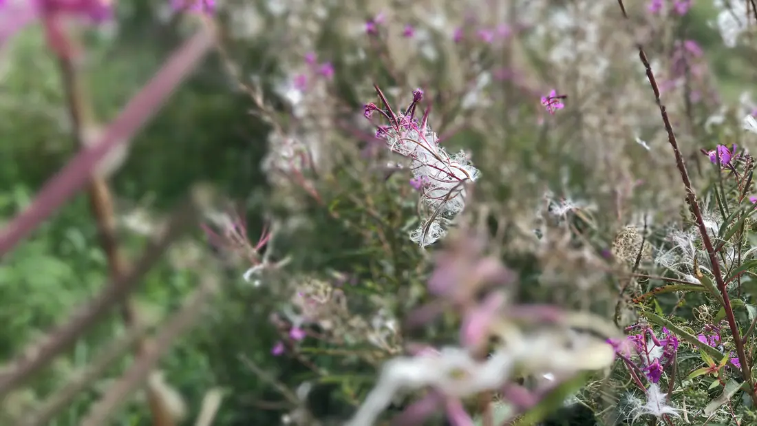 Herbstblüten