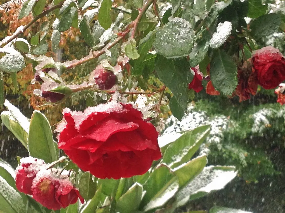 Rosen im Schnee