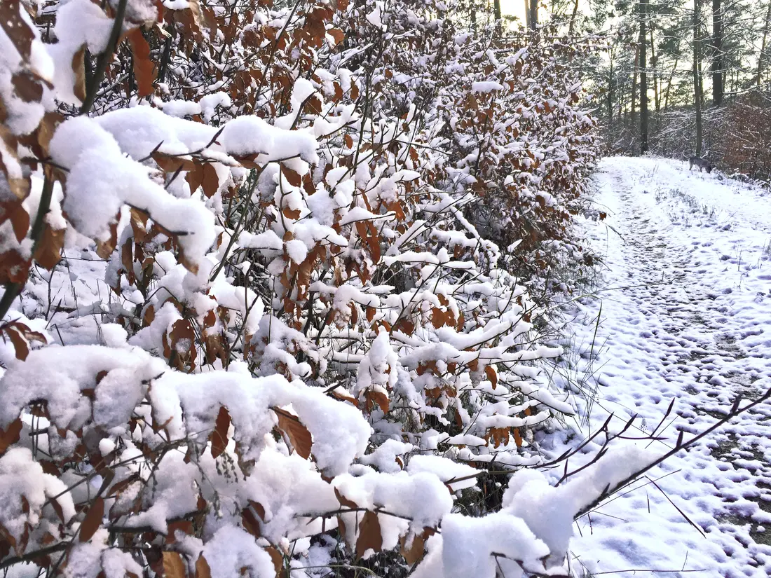 Schnee auf den Blättern am Wegesrand