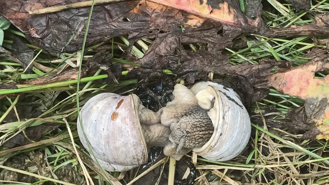 Schnecken machen Sex