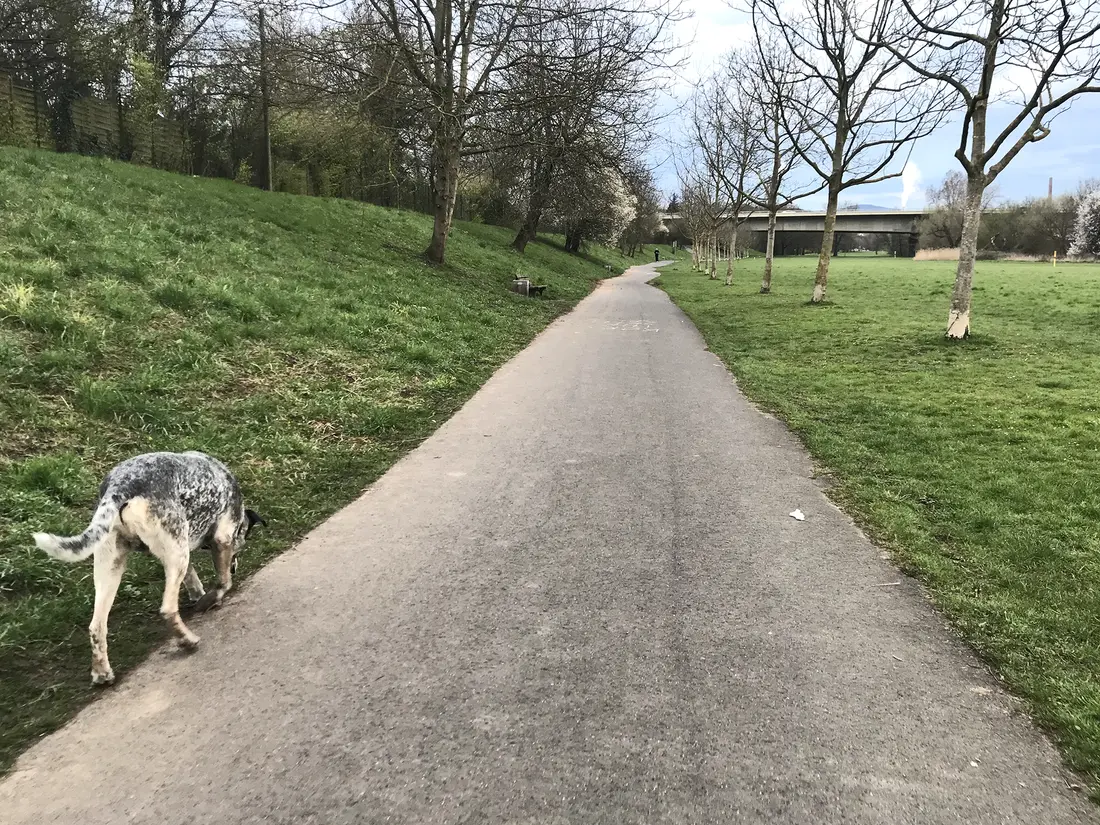 Hund schnüffelt am Wegesrand