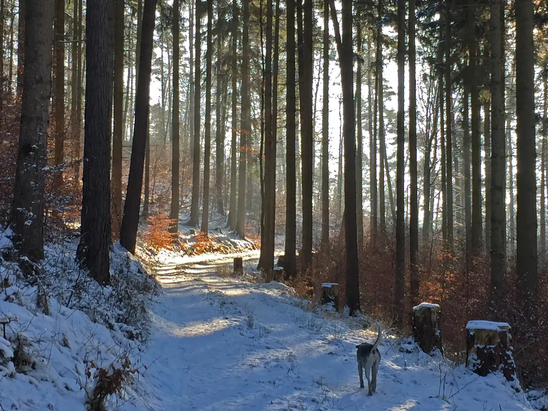 Sonnenstrahlen im Wald