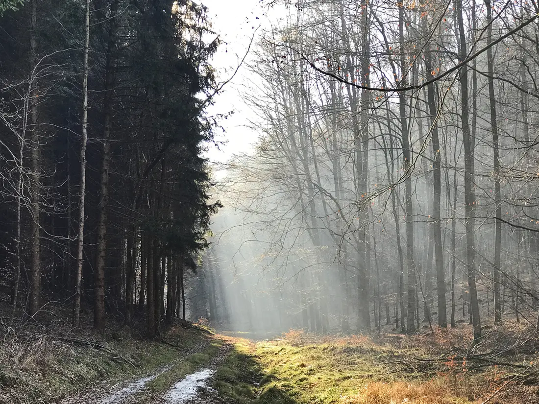 Sonnenstrahlen im Winterwald